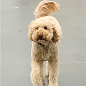 Meet your Posher, Anne